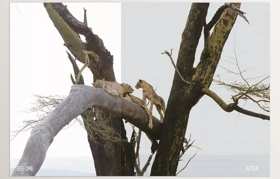 Creative Market - Safari Lightroom Mobile Preset - Crafting a soft, dreamy atmosphere for your travel, wildlife, portrait, and landscape photos.