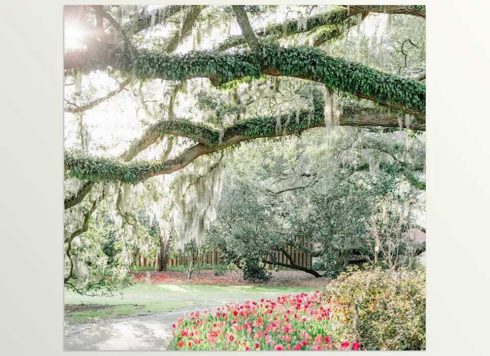 Noble Signature + Noble Enhancers - A touch of softness in every frame, where natural light meets timeless tones.