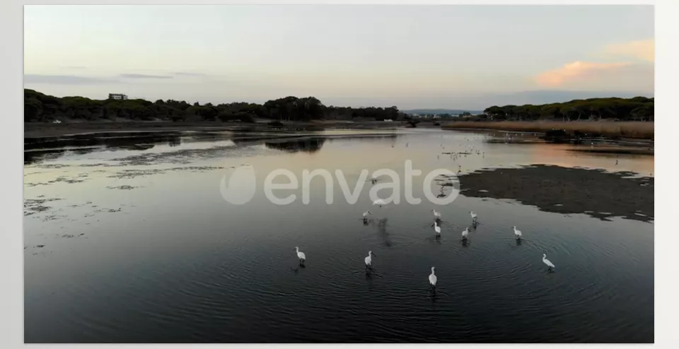 Flock of birds flying over a pond - featuring a mesmerizing flock of birds gliding gracefully above a serene pond.
