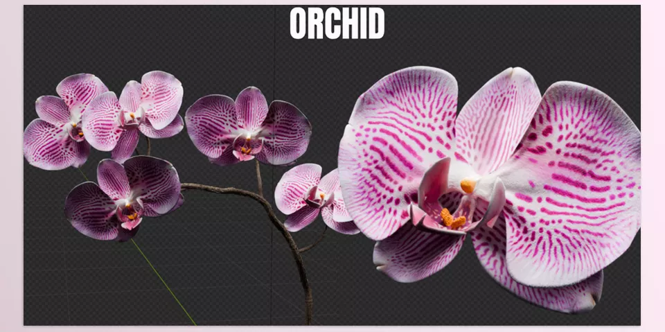 Blender - Blooming Flowers - A completely customizable collection of realistic blooming flowers designed for use with curves!