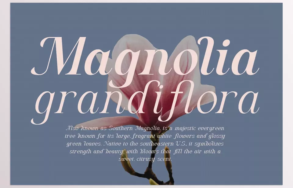 Algra Molta Elegant Serif Family - Abundant language support, such as Danish, French, German, Spanish, etc.