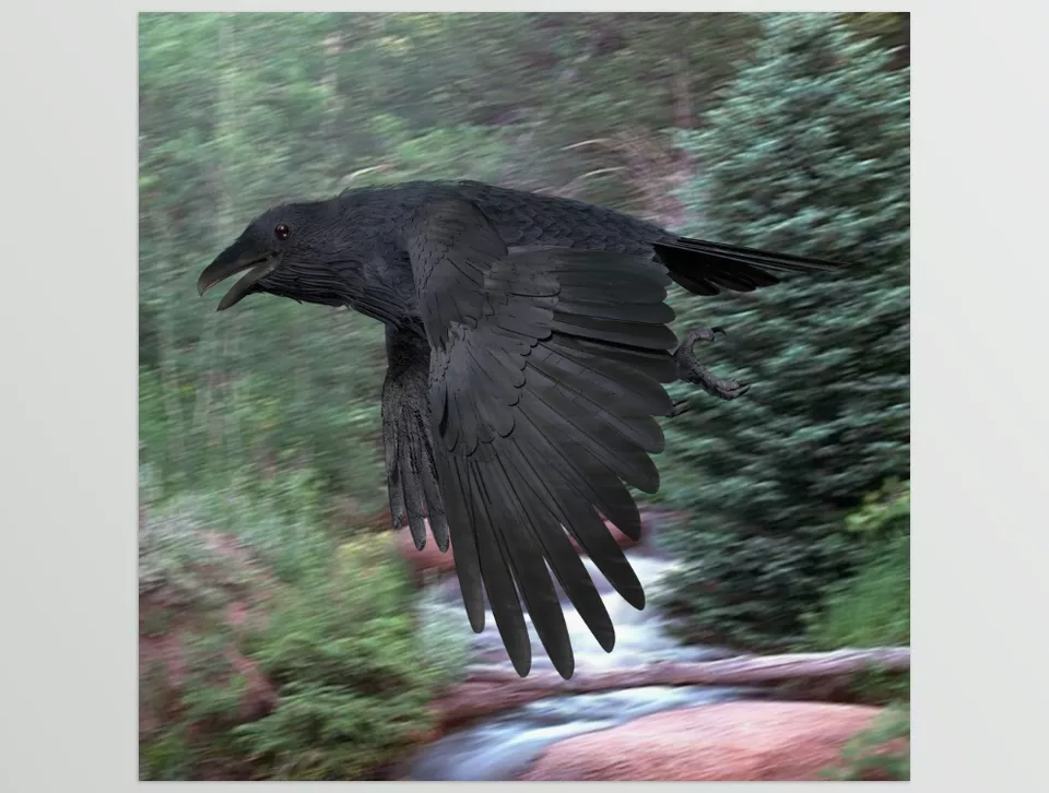 3D Software - CROW - Utilize beautifully pre-animated flight sequences to incorporate crows into your projects, bringing them to life with elegant motion.