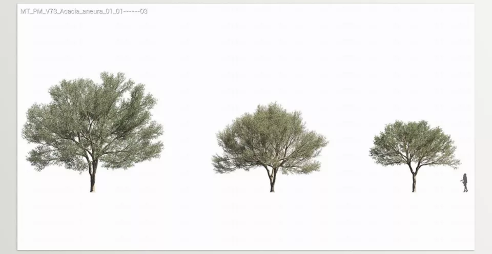 Maxtree - Plant Models Vol 73 - A lifelike model of the Quiver Tree with detailed bark and realistic foliage, perfect for arid landscape visualizations.