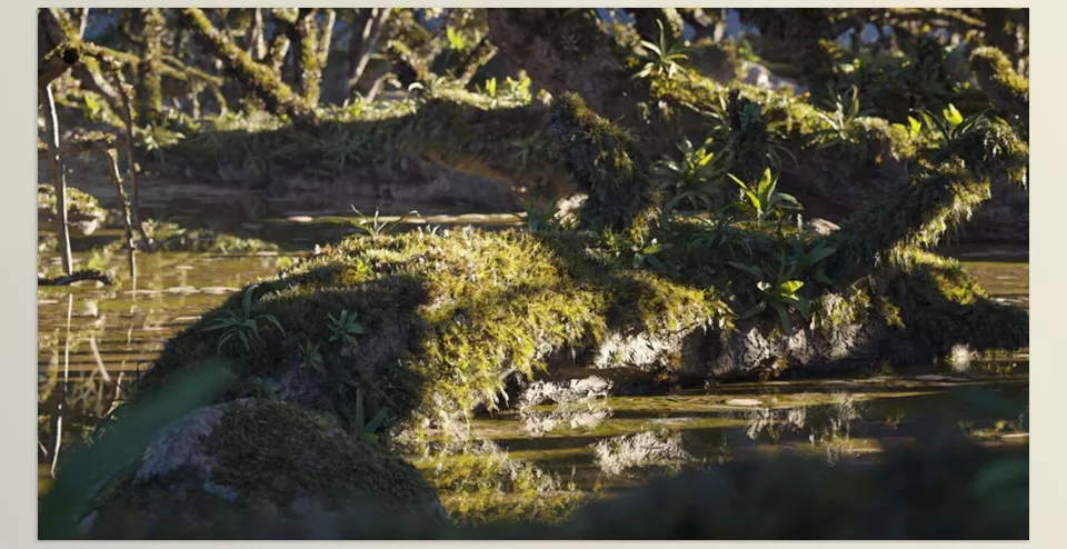 Maxtree - Plant Models Vol 88 - Detailed, lifelike plant models for realistic rendering in any digital project.