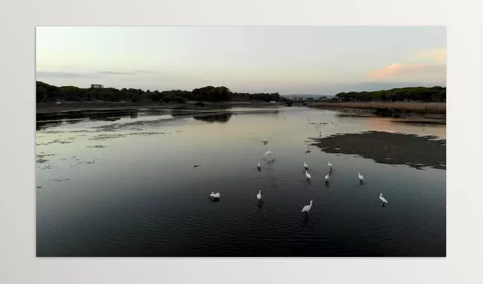 Asset – Flock of birds flying over a pond by BlackBoxGuild – Download 53334190