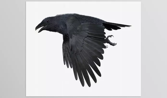 3D Software – CROW by CGTrader – Download