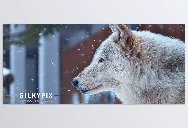 Software – Developer Studio by SILKYPIX – Download
