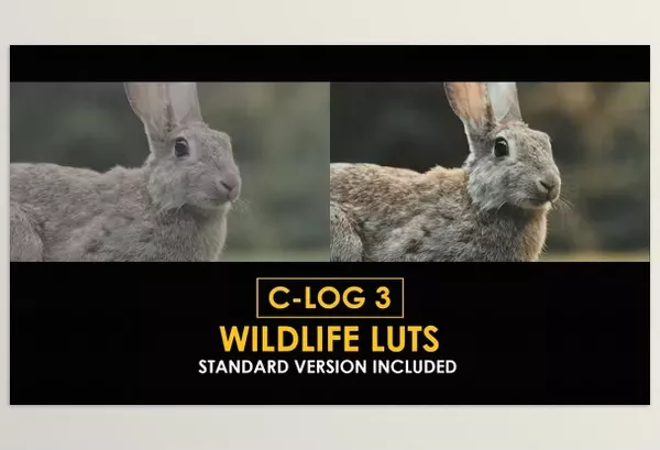 LUT Pack – C Log3 Wildlife and Standard Color LUTs by Playground_Studio – Download 50930916