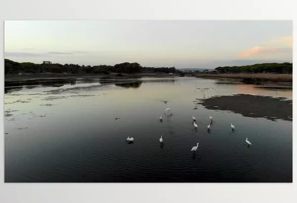 Asset – Flock of birds flying over a pond by BlackBoxGuild – Download 53334190