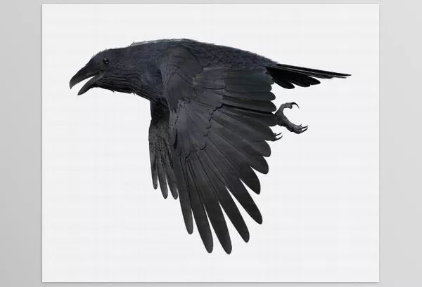 3D Software – CROW by CGTrader – Download